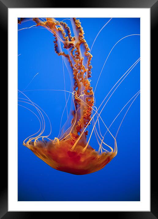 Jellyfish Framed Mounted Print by peter schickert