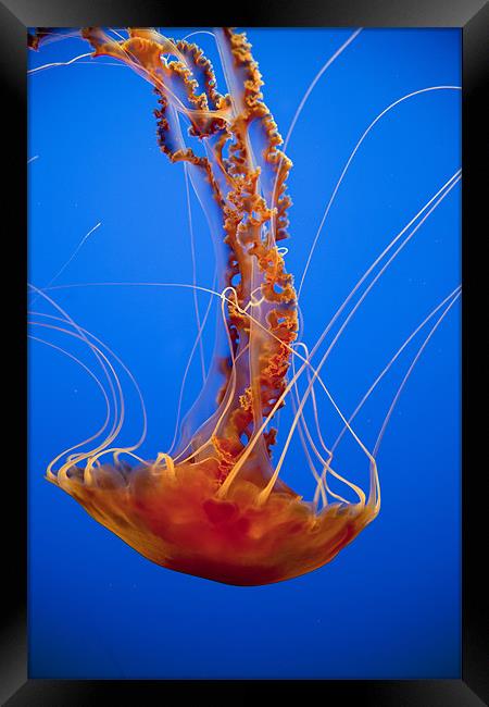 Jellyfish Framed Print by peter schickert