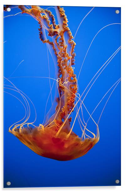 Jellyfish Acrylic by peter schickert