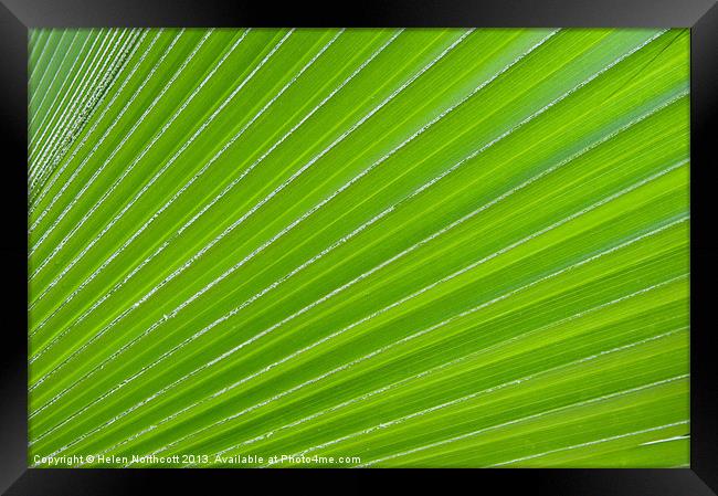Green Abstract No. 1 Framed Print by Helen Northcott