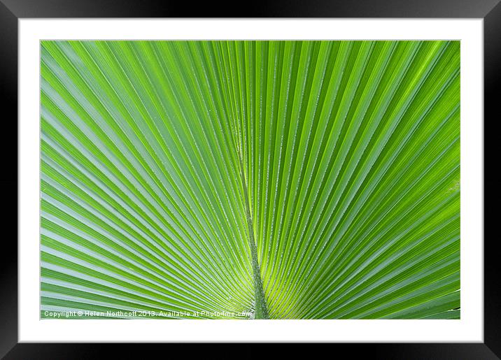 Green Abstract No. 2 Framed Mounted Print by Helen Northcott