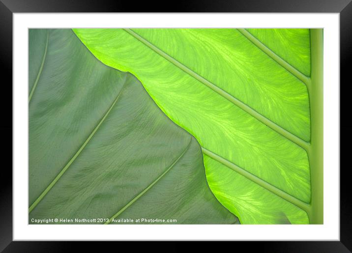 Green Abstract No. 3 Framed Mounted Print by Helen Northcott