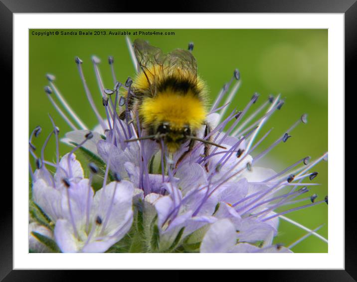 Bee having a meal Framed Mounted Print by Sandra Beale