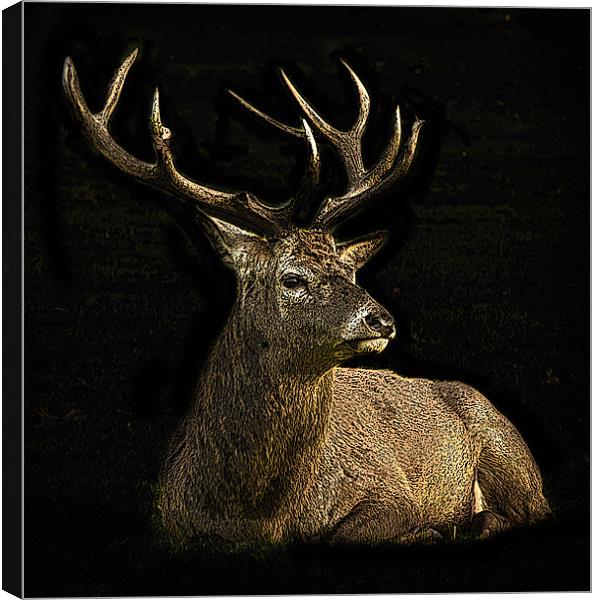 Posterised deer Canvas Print by Tom Reed