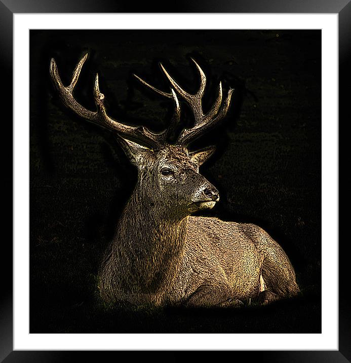Posterised deer Framed Mounted Print by Tom Reed
