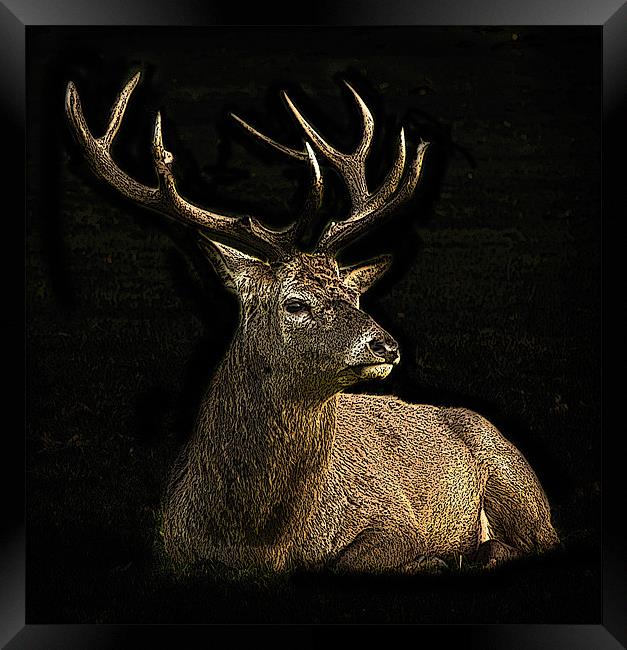 Posterised deer Framed Print by Tom Reed