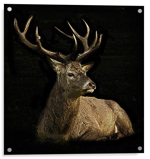 Posterised deer Acrylic by Tom Reed