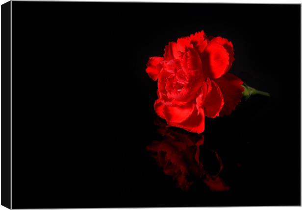 Red Carnation Canvas Print by nick woodrow