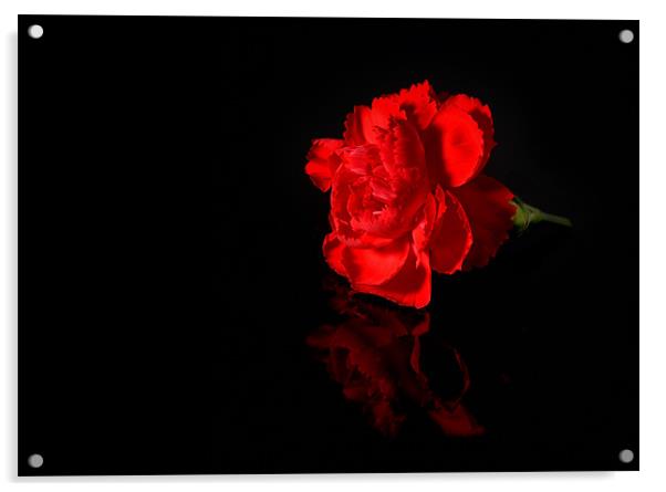 Red Carnation Acrylic by nick woodrow