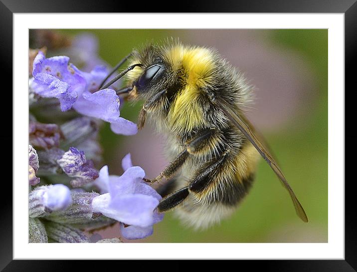 Honey Bee Framed Mounted Print by nick woodrow