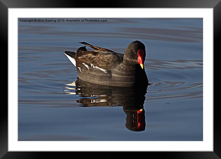 Moorhen in late afternoon sun. Framed Mounted Print by RSRD Images 
