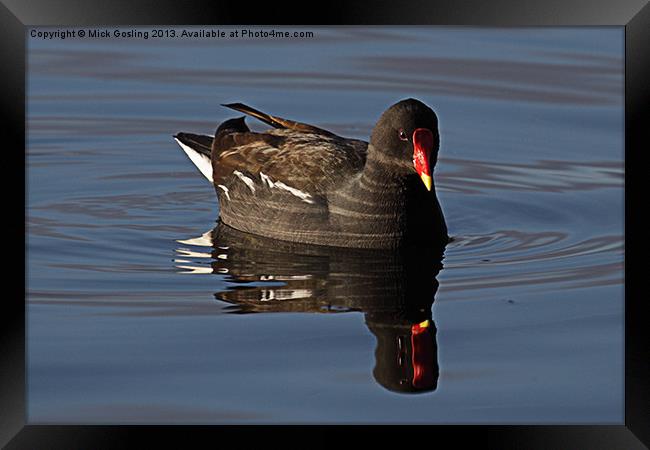 Moorhen in late afternoon sun. Framed Print by RSRD Images 