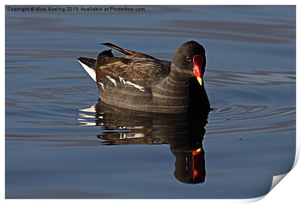 Moorhen in late afternoon sun. Print by RSRD Images 