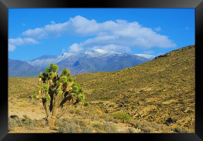 Joshua meets Mount Charleston, Nevada Framed Print by Claudio Del Luongo