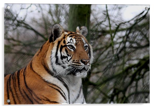 Tiger Acrylic by Selena Chambers