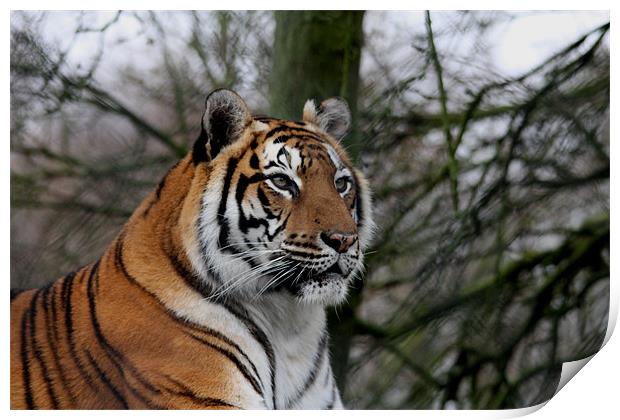 Tiger Print by Selena Chambers