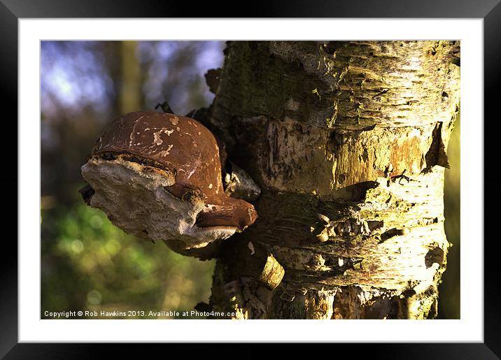 Tree Fungus Framed Mounted Print by Rob Hawkins
