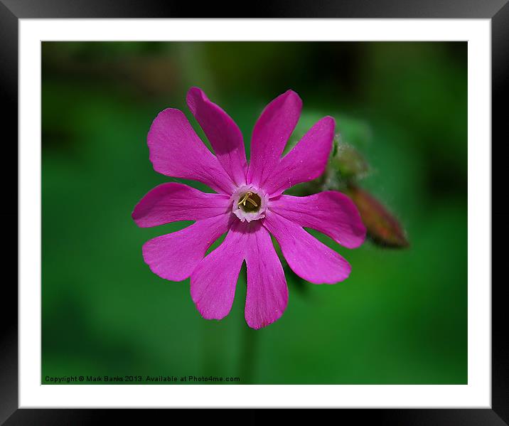 Red Campion Framed Mounted Print by Mark  F Banks