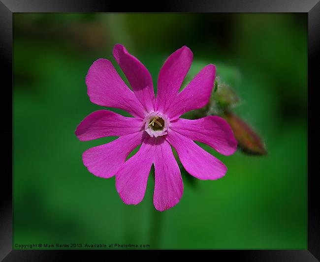 Red Campion Framed Print by Mark  F Banks