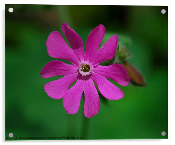Red Campion Acrylic by Mark  F Banks