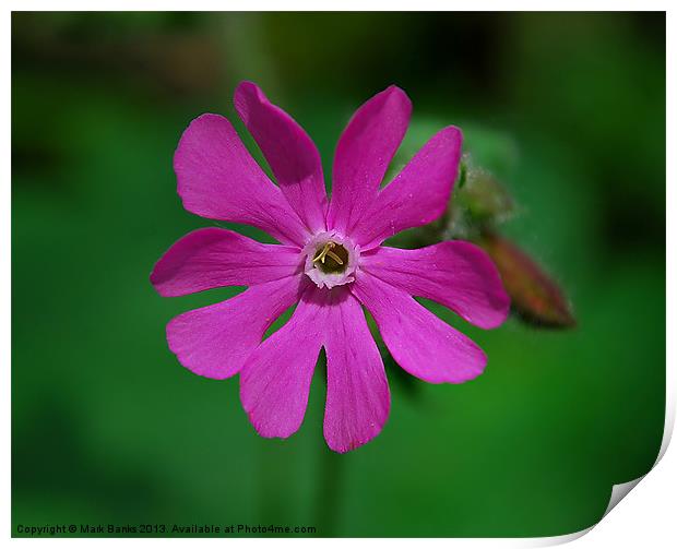 Red Campion Print by Mark  F Banks