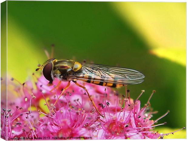 Hoverfly  [Episyrphus balteatus] Canvas Print by Mark  F Banks