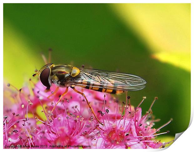 Hoverfly  [Episyrphus balteatus] Print by Mark  F Banks