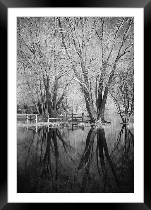 Bare Trees Reflected In Flood Water Framed Mounted Print by Andy Stafford