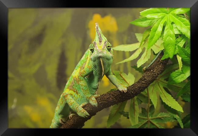 Veiled chameleon Framed Print by Maria Tzamtzi Photography