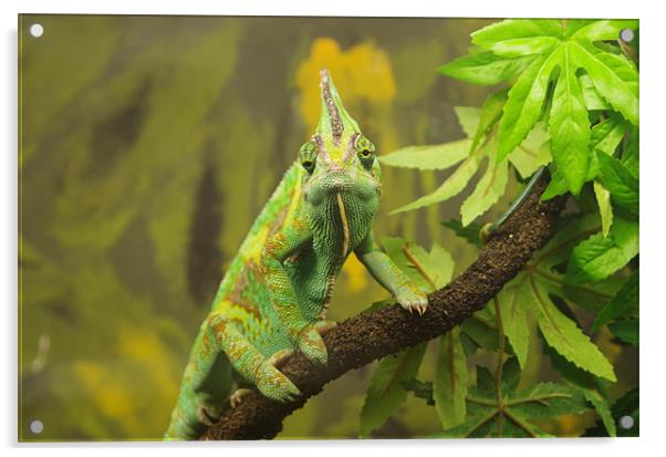 Veiled chameleon Acrylic by Maria Tzamtzi Photography