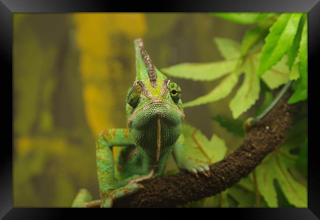 Veiled chameleon Framed Print by Maria Tzamtzi Photography