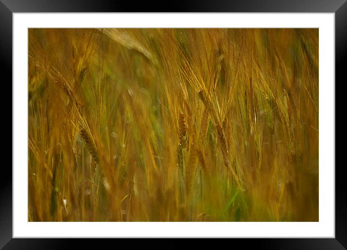 Autumn Gold Framed Mounted Print by Alan Jacobs