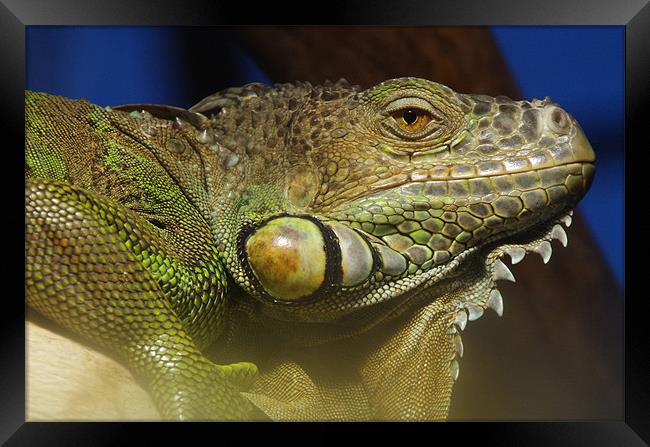 Green Iguana Framed Print by Maria Tzamtzi Photography