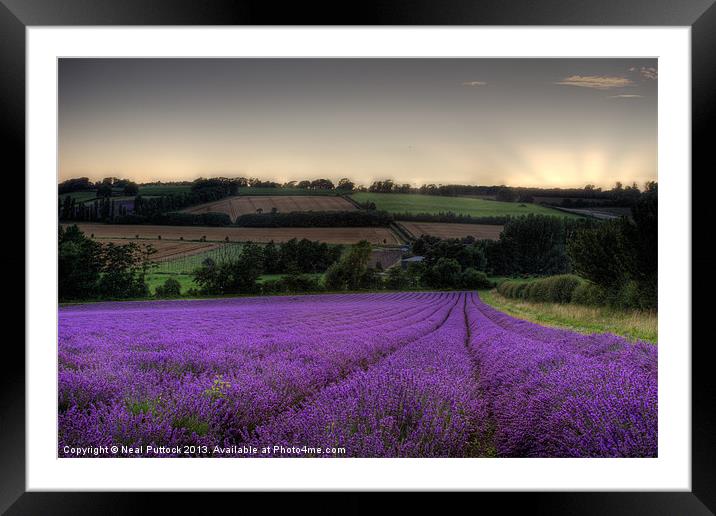 Lavender Field Framed Mounted Print by Neal P