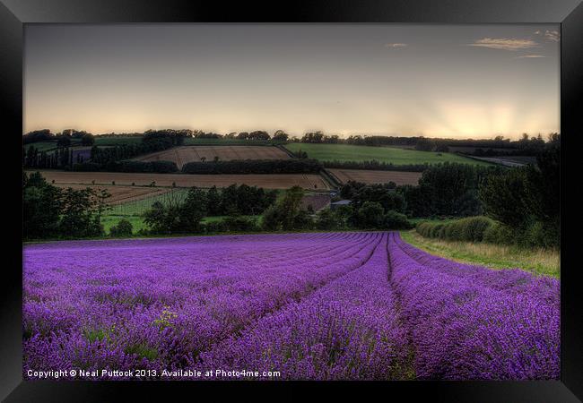 Lavender Field Framed Print by Neal P