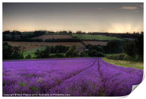 Lavender Field Print by Neal P