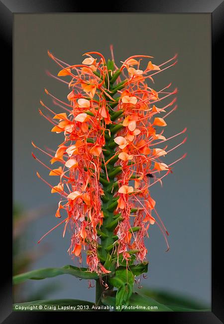 pretty orange flowering plant Framed Print by Craig Lapsley