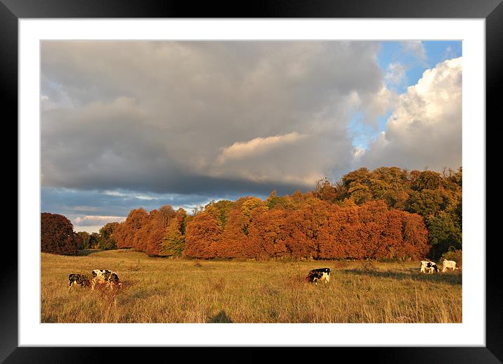 Autumn in Tring Park Framed Mounted Print by graham young