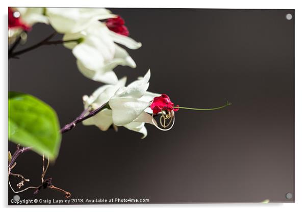 white flower with red center Acrylic by Craig Lapsley