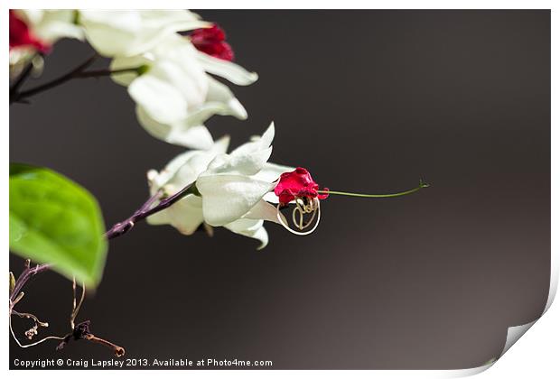 white flower with red center Print by Craig Lapsley