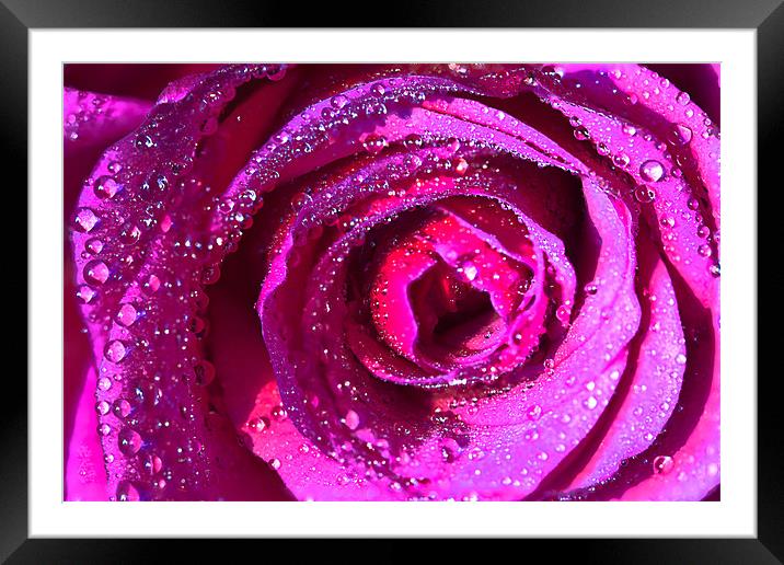 Raindrops On Rose Framed Mounted Print by Rick Parrott