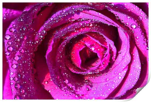Raindrops On Rose Print by Rick Parrott