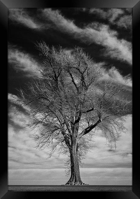 Old Dead Tree Framed Print by Doug Long