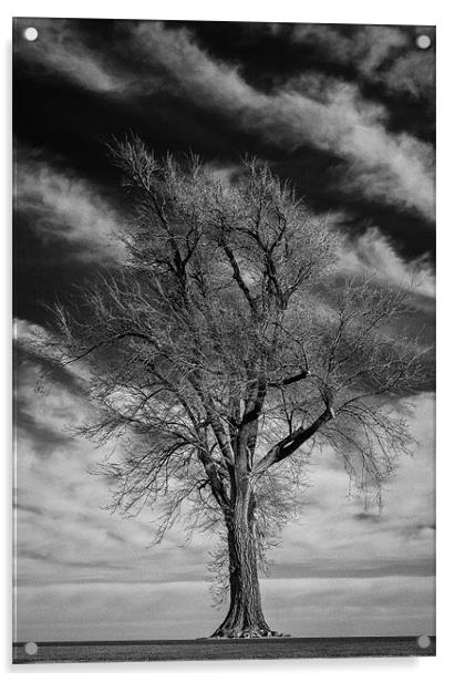 Old Dead Tree Acrylic by Doug Long