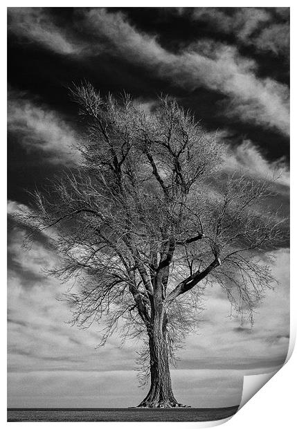 Old Dead Tree Print by Doug Long