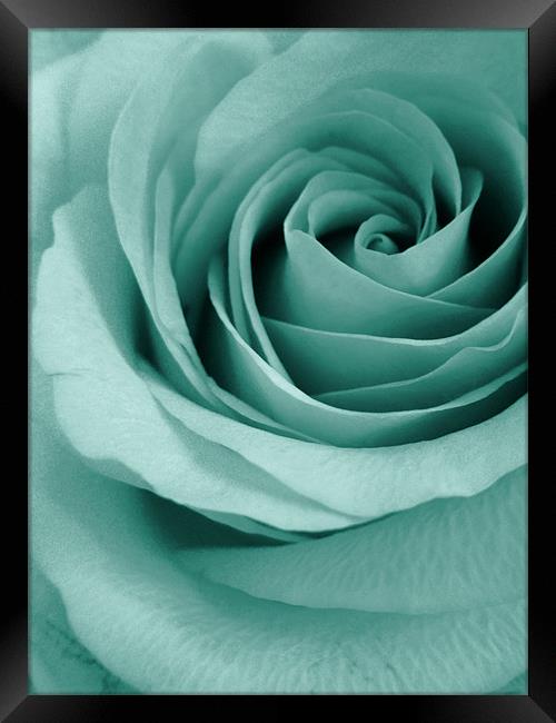 aqua rose Framed Print by Heather Newton