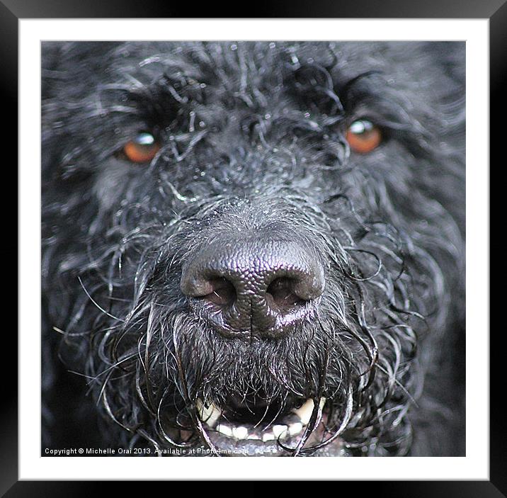 Cold Wet Nose Framed Mounted Print by Michelle Orai