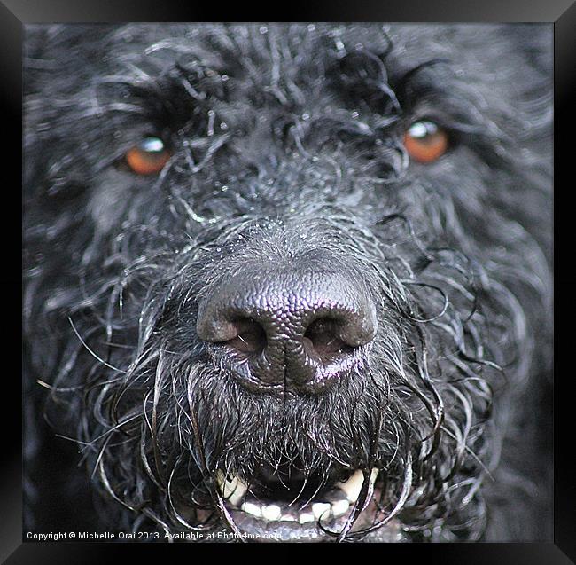 Cold Wet Nose Framed Print by Michelle Orai