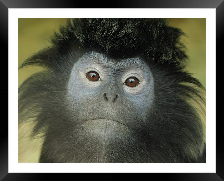 eastern javan langur Framed Mounted Print by Martyn Bennett