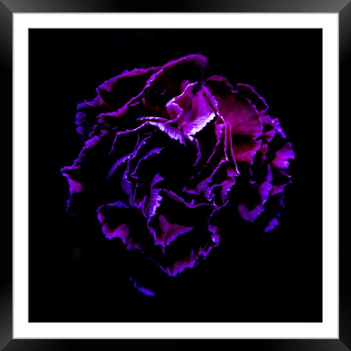 Purple Framed Mounted Print by richard downes